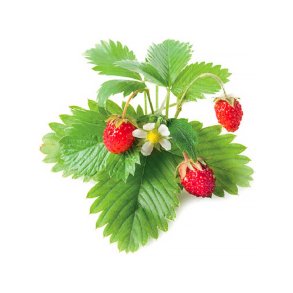 VILDE JORDBR (BOLSJEHUSET)