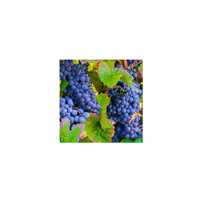 Grape
