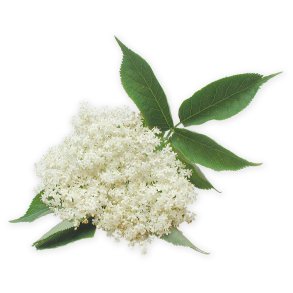 HYLDEBLOMST (BOLSJEHUSET)