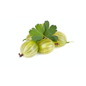 STIKKELSBR (BOLSJEHUSET)