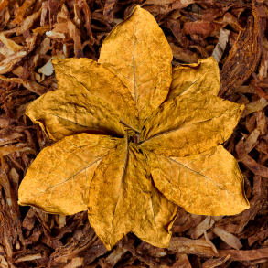 Tobacco